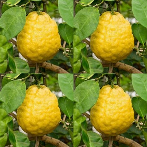 Ponderosa Lemon Citrus Limon Tree Seeds For Planting Get 5 Etsy