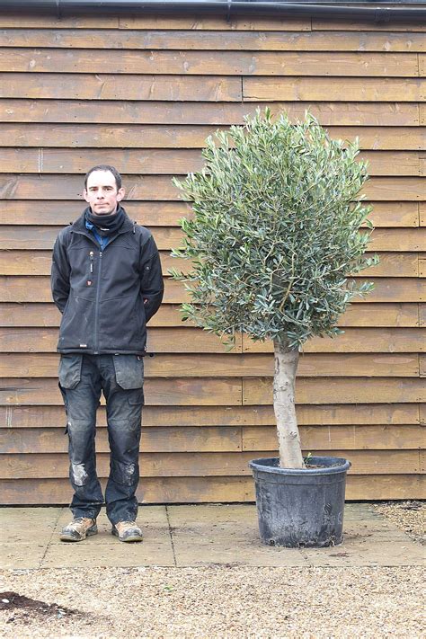 Small Lollipop Olive Tree No. 573 -Delivered Price- | Olive Grove Oundle
