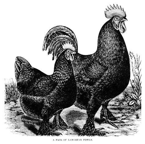 Chicken Clip Art Rooster Rooster Illustration