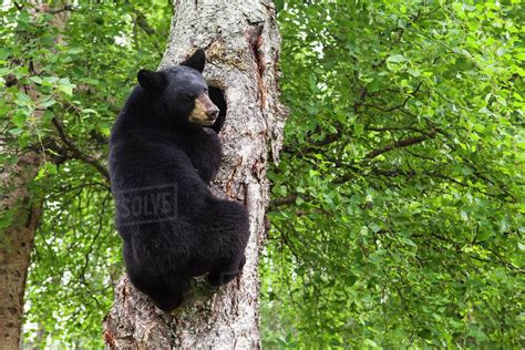 Adult Black Bear Climbing A Tree Southcentral Alaska Usa Stock
