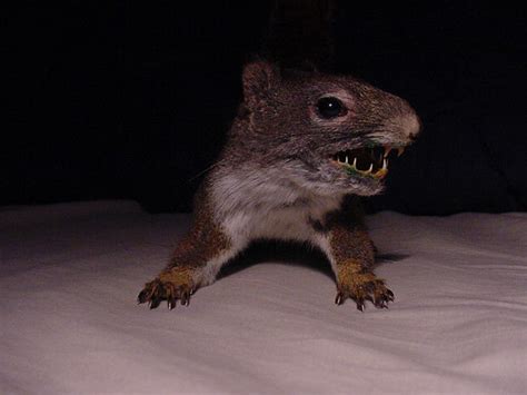 Mean Squirrel Flickr Photo Sharing