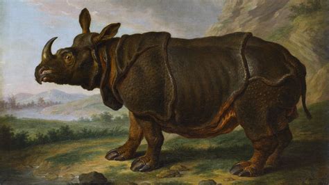 Clara The 18th Century Rhinoceros Who Became A Sensation Mental Floss