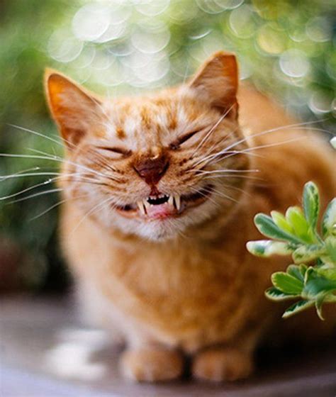 Best 25 Smiling Cat Ideas On Pinterest Kitty Cat Fun
