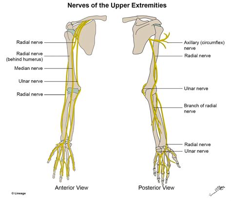 Nerves Leg Diagram Upper Extremity Nerves Msk Medbullets Step Nerve