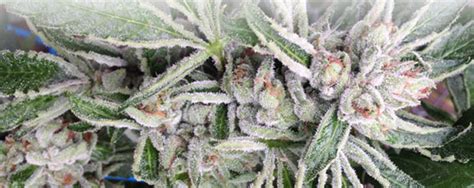 Fertilizers for the blooming garden. Top 10 Best Bud Food & Bloom Booster Fertilizers | Mold ...