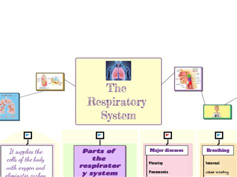 The Respiratory System Mind Map