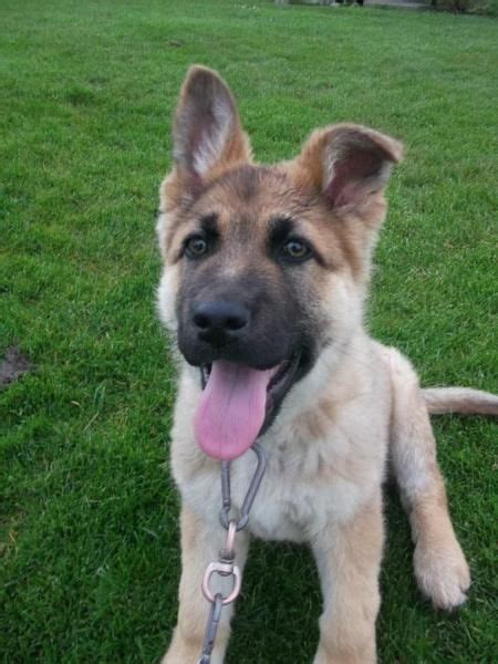 Puppies, dogs for sale in ontario, looking to buy,sell puppies, dogs in ontario? Sultan the German Shepherd Pictures 968927 | German ...