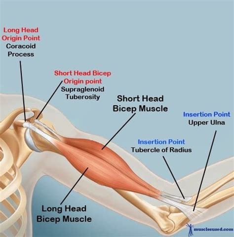 All the muscles in the posterior compartment of the forearm are innervated by the radial nerve. What are biceps? - Quora