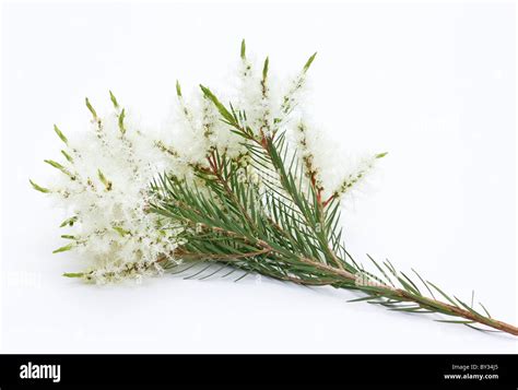 Melaleuca Alternifolia Cut Out Stock Images And Pictures Alamy