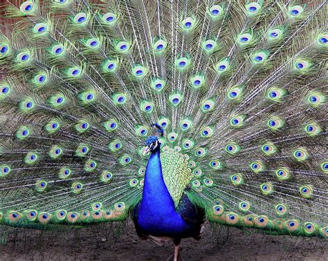 Spreading Peacock Photograph By Jerry Griffin Fine Art America
