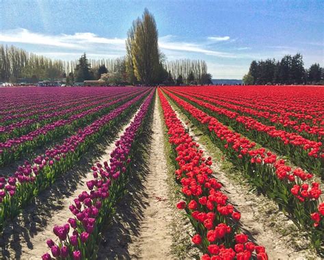 How To Attend The Skagit Valley Tulip Festival In 2023 Skagit Valley