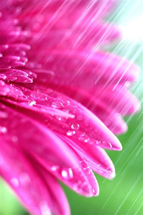 Pink Flower In The Rain Photograph By Christy Patino Fine Art America