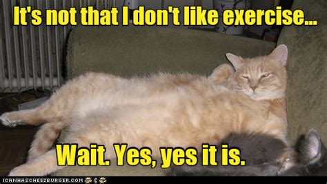 Exercise I Thought You Said Extra Fries Lolcats Lol Cat Memes