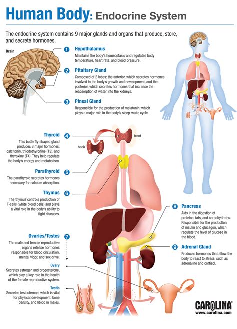 human body endocrine system