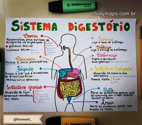 Sistema Digest Rio Digestorio Mapa Mental Mapa