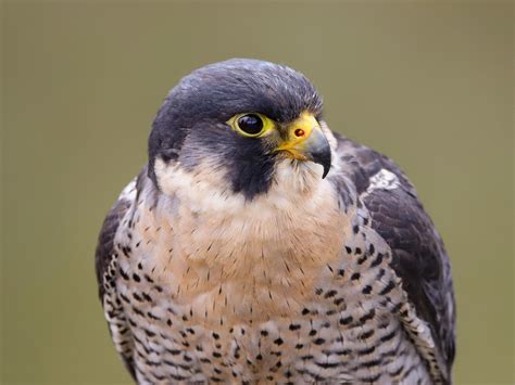 Peregrine Falcon Bird Facts Falco Peregrinus Bird Fact