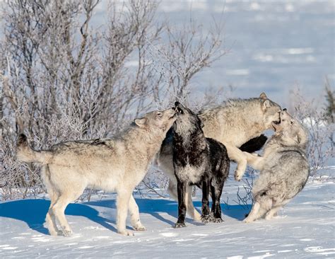 Cloud Wolves Of The Kaska Coast Photo Gallery Churchill Wild Polar