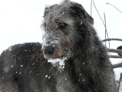 Irish Wolfhound Ontario Canada Castlekeep Puppies About