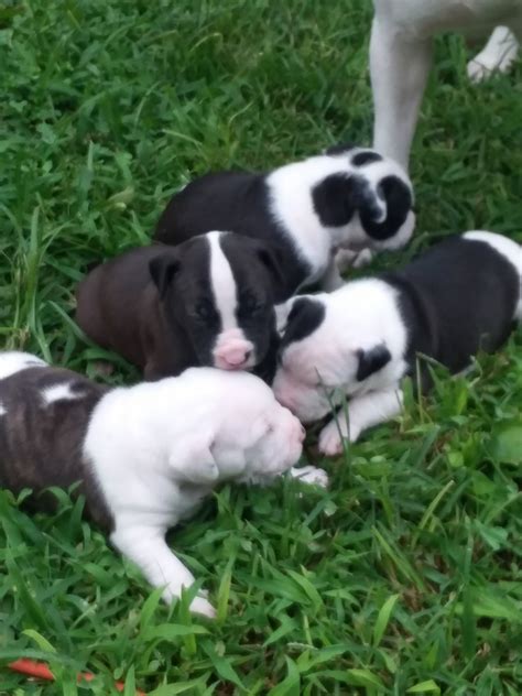 $1,200 (staten island, brooklyn,queens, nyc, new jersey, pennsylvani) pic hide this posting restore restore this posting. American Pit Bull Terrier Puppies For Sale | Vineland, NJ #282336