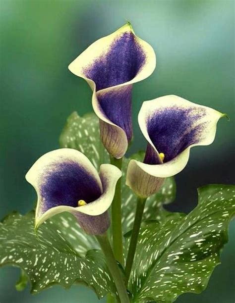Beautiful Purple Calla Lilies Zantedeschia Plants
