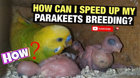 How Can I Speed Up My Parakeets Breeding Youtube