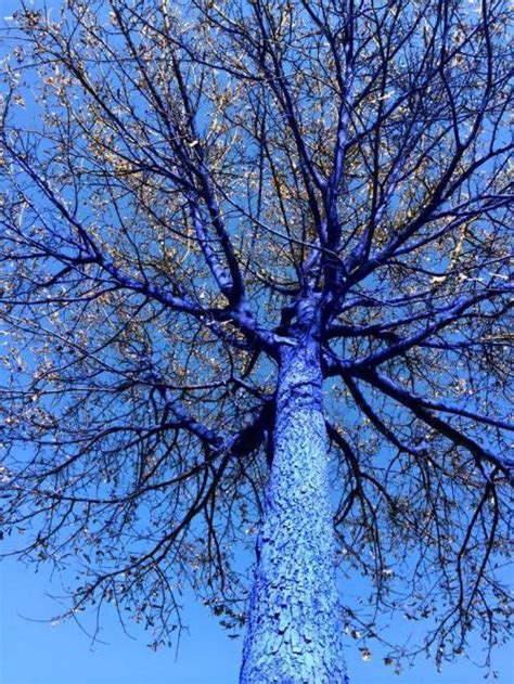 Blue Tree Installation By Greek Artist Konstantin Dimopoulos Wander Lord