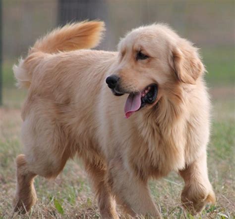 Havencrest Gundogs Golden Retriever Adults