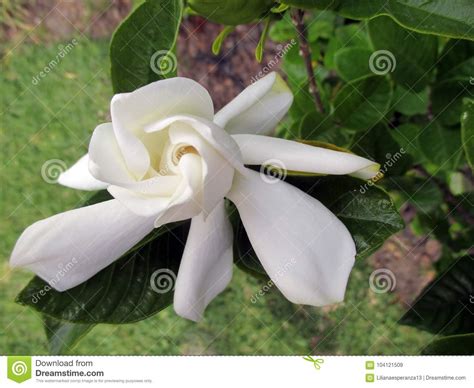 Beautiful Freshly Flowered White Jasmine In The Sunny Spring Garden