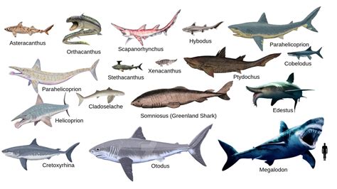 What Is Your Favorite Prehistoric Shark Prehistoriclife