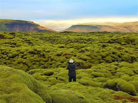Nature Of Iceland Places Flora And Fauna