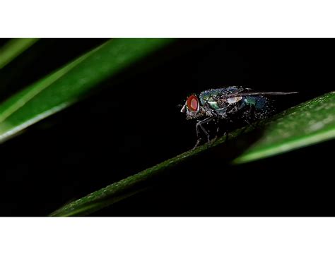 Insect Black Fly Free Image Download