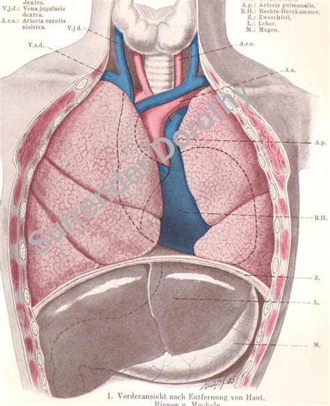 Vintage Human Anatomy Lungs Chest 1906 Medical Chart Etsy