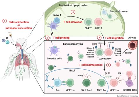 正常组织驻留性记忆t细胞的异质性cd103cd69trmcd8细胞肺部 健康界