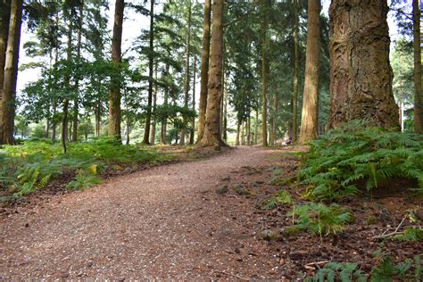 Top 3 Wheelchair Accessible Walking Routes In The New Forest