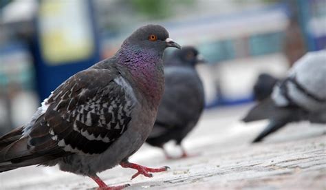 Kartons, vor allem aus dem supermarkt, direkt außerhalb der wohnung entsorgen; Flöhe in der Wohnung loswerden: Was kann man tun ...