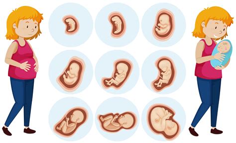 A Set Of Human Embryo Development Vector Art At Vecteezy