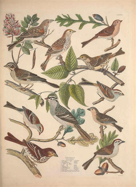 N210w1150 Illustration Ornithology Graphic Illustration