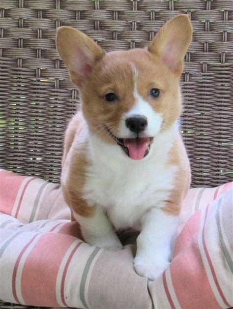 Breed and raised in a loving farm setting. Pembroke Welsh Corgi Puppies For Sale | Bowling Green, KY ...