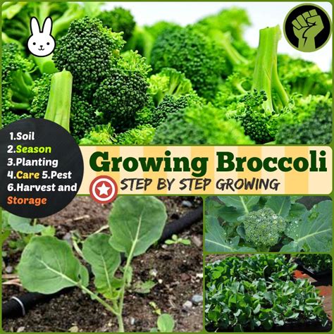 6 Steps Growing Broccoli Soil Planting Care Harvest