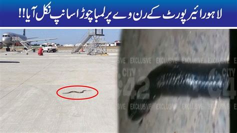 Dangerous Snake Found In Lahore Airport Runway Youtube