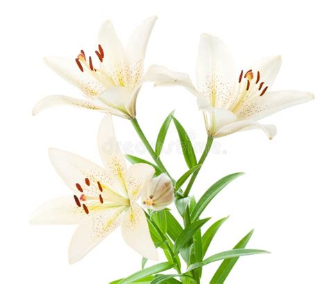 White Lily Bouquet Stock Photo Image Of Composition 74608272