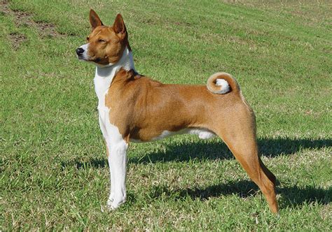 Basenji Dog Breed From Egypt Pets And Animals