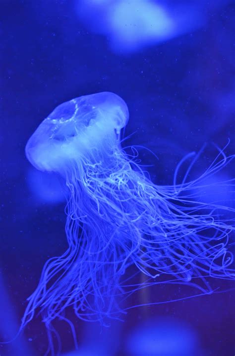 The lion's mane jellyfish has separate sexes. Virginia Living Museum | Lion's Mane Jellies - Cyanea capillata