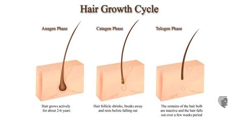 8 Tips To Make Your Hair Follicles Stronger Ahs Uae