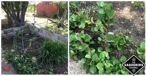 Garlic, green onion, sesame seeds, shredded red pepper, soy sauce, spinach, toasted sesame oil. How to Grow Malabar Spinach - Gardening Channel