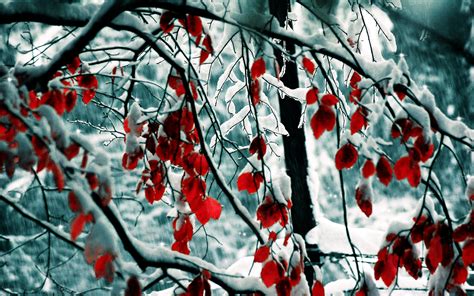 Snow Leaves Wallpapers Hd Wallpapers Id 11632