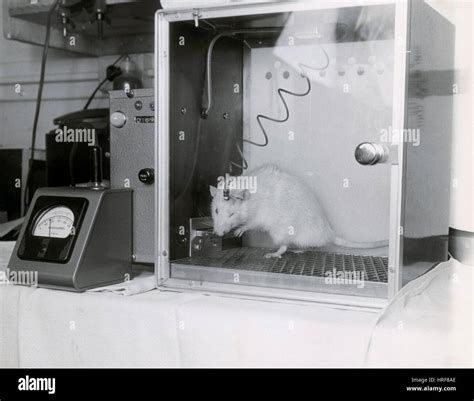 Animal Testing Behavioral Research Stock Photo Alamy
