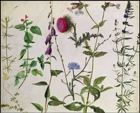 Albrecht Dürer Eight Studies Of Wild Flowers Watercolour Ca 1510
