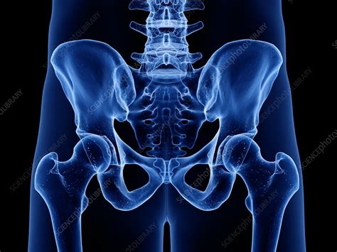 Hip Bones Illustration Stock Image F0276028 Science Photo Library