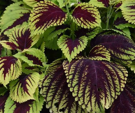 Coleus Varieties For Sun Or Shade The Contented Plant